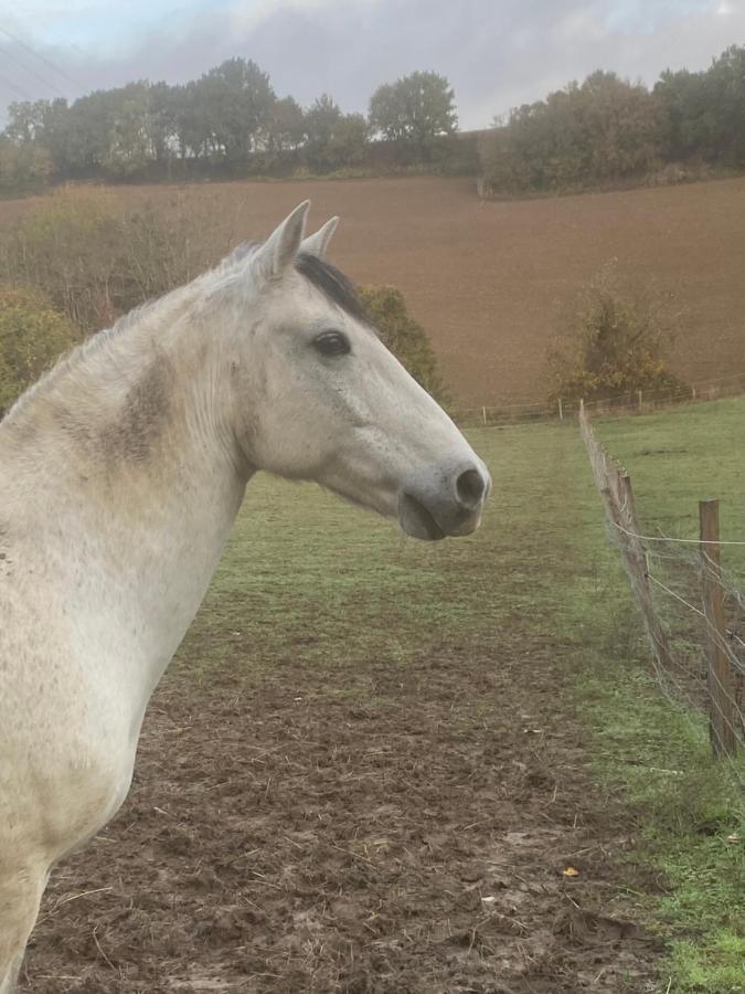 Chez Sophie - Gite Et Gite Equestre Clermont-Dessous Exteriör bild